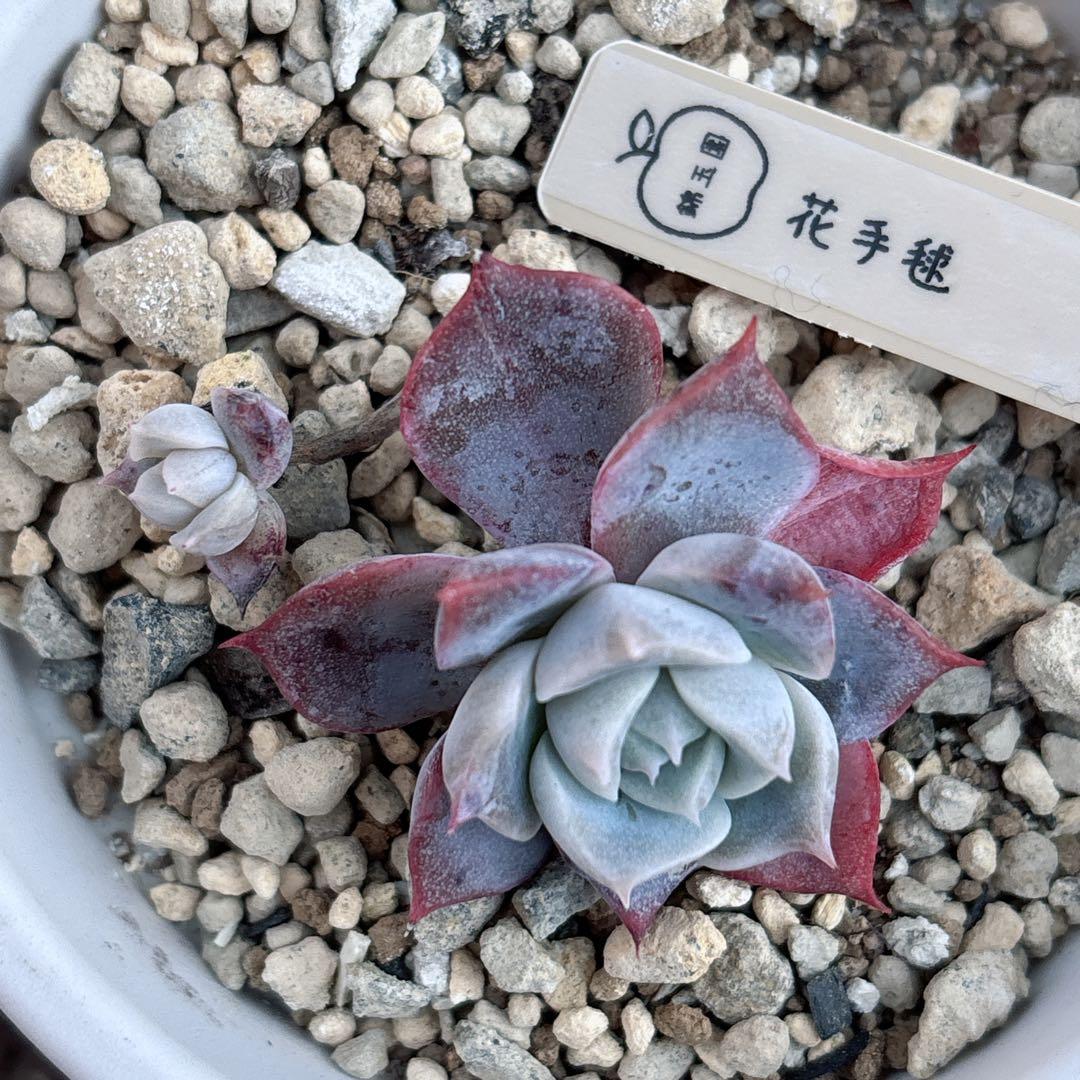 36.【サボテン相談室】石田コロラータ 希少 多肉植物 エケベリア