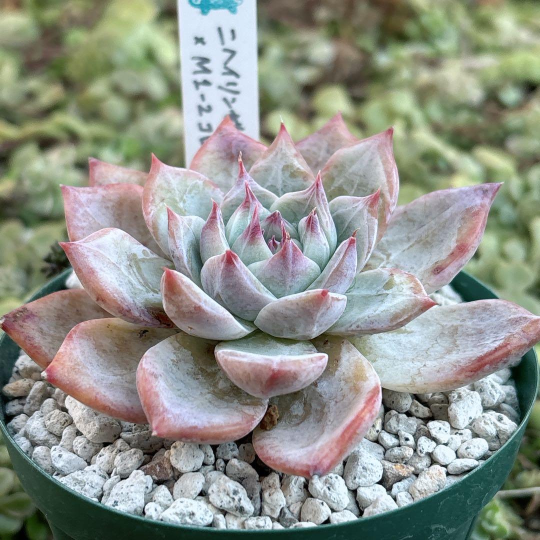 36.【サボテン相談室】石田コロラータ 希少 多肉植物 エケベリア