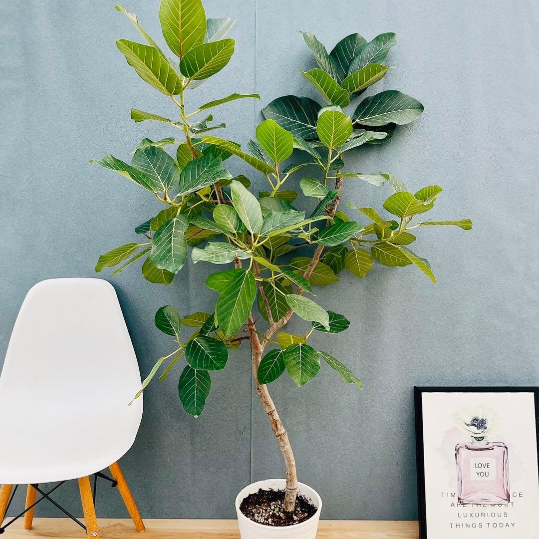 ［現品］【希少】86番　フィカスグランディス　8号　観葉植物　室内　大型　レア