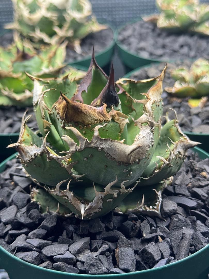 アガベ　麻花龍　中株