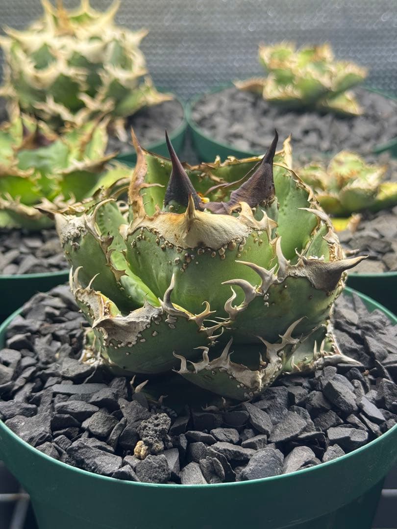 アガベ　麻花龍　中株