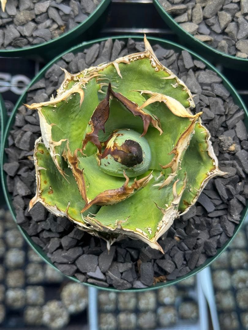 アガベ　麻花龍　中株