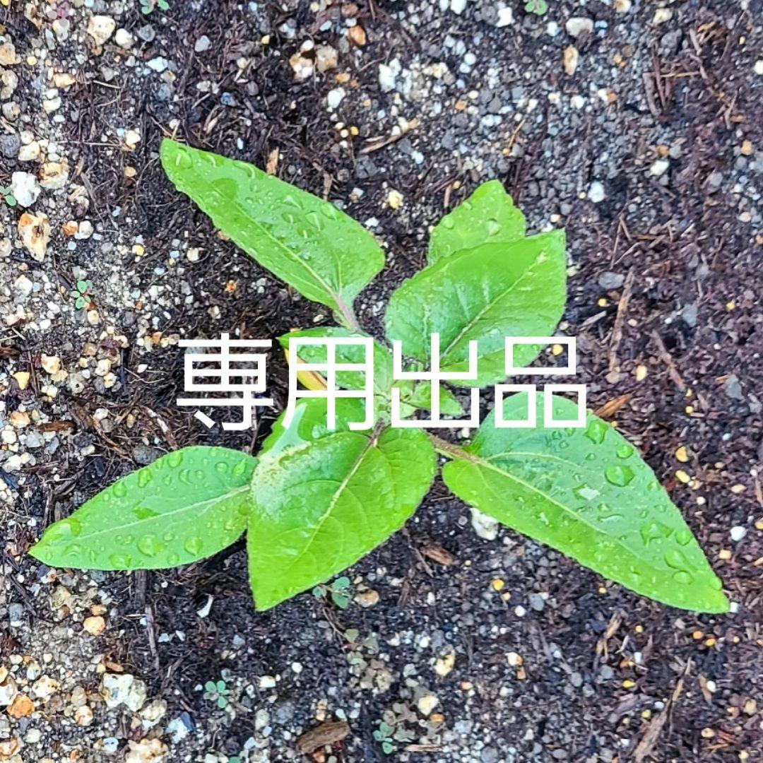 バリ野 ご依頼デッキ3種セット