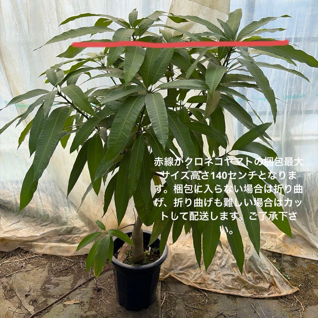 山下マンゴー　特大　10号