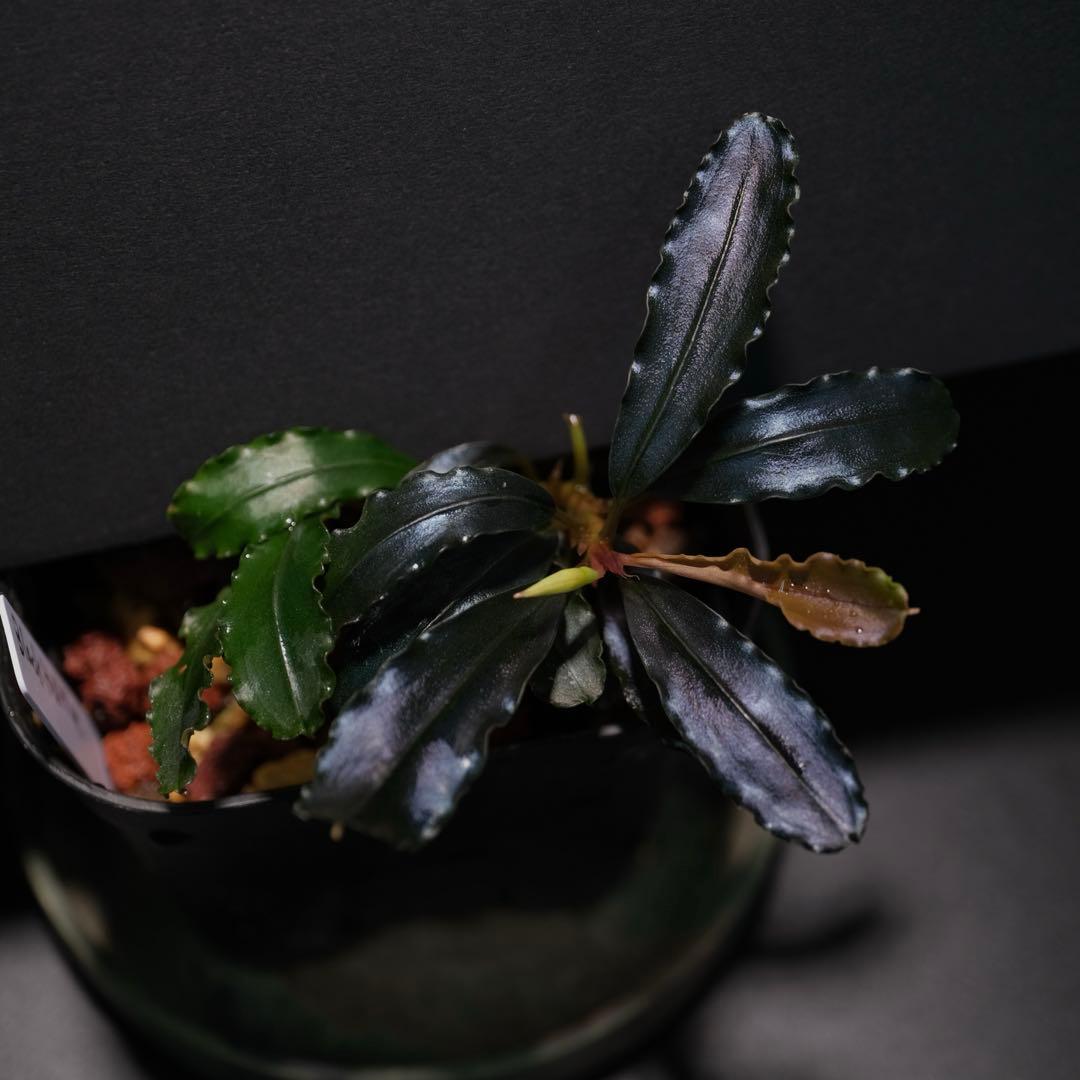 SatoさんBucephalandra