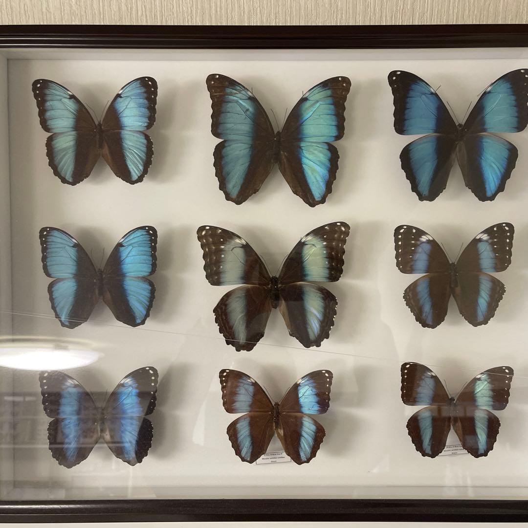 アキレスモルフォ9頭UVドイツ箱