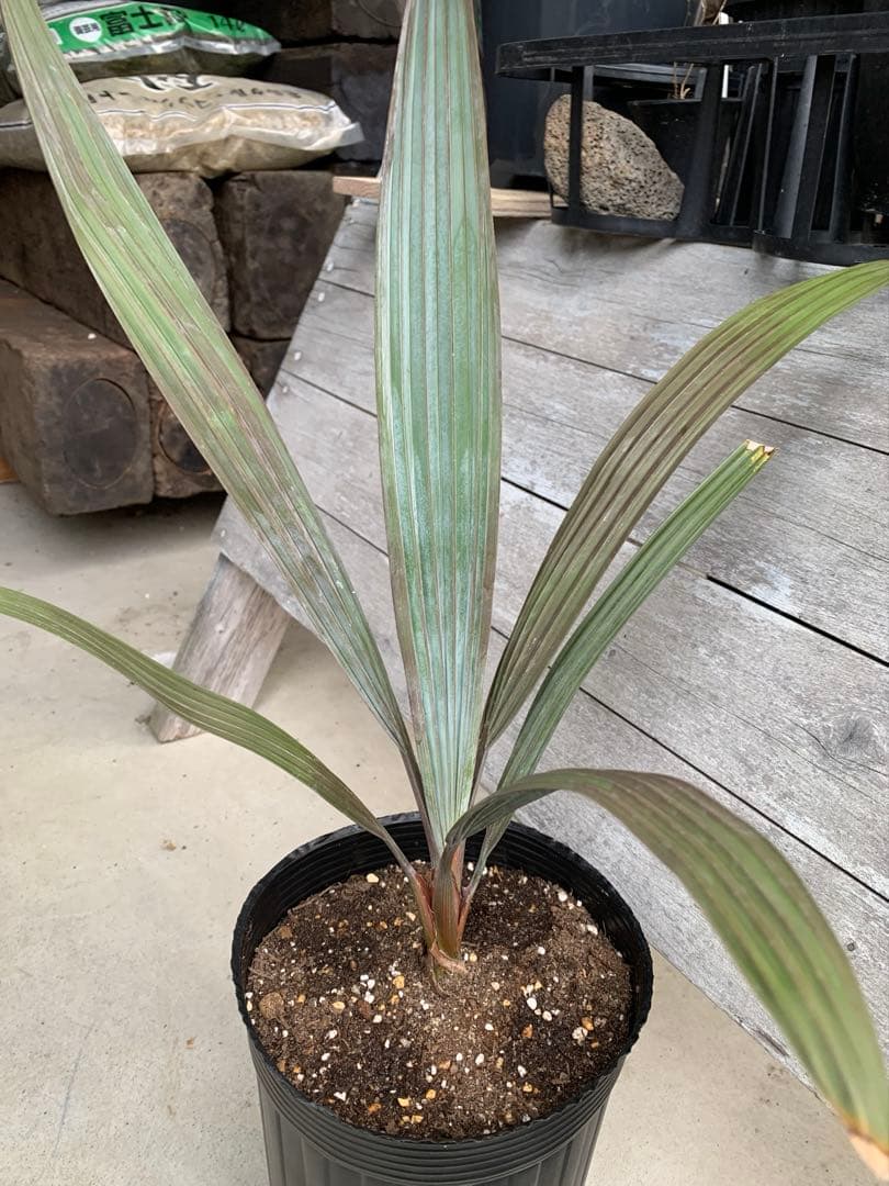 【安心の生産者仕入れ】ビスマルキアノビリス　シルバー　②