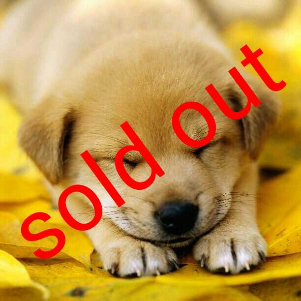 発情ペット調教中