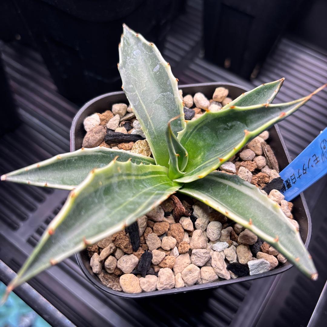 アガベ　モンタナ白覆輪