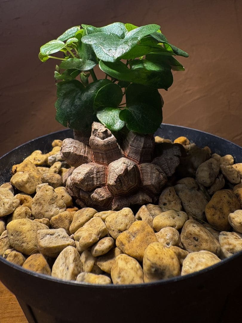 【丸型良型】アフリカ亀甲竜　実生 幅5cm 将来有望