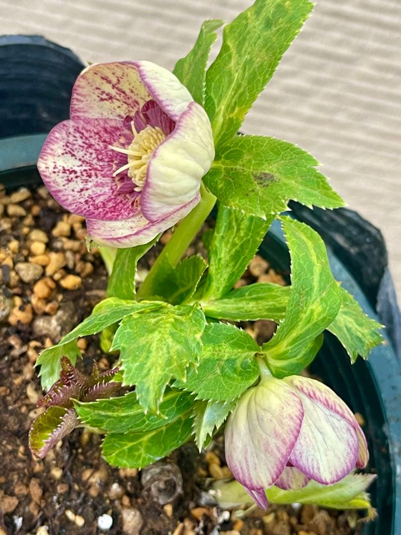 クリスマスローズ苗　⭐️157 sdホワイトブロッチ✖️ddエクリプスゴールドタイプ