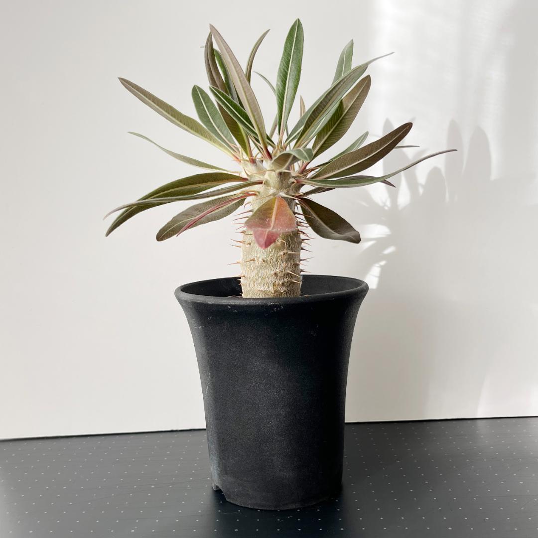 パキポディウム・グラキリス、恵比寿笑セット