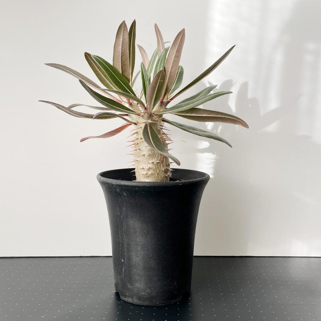 パキポディウム・グラキリス、恵比寿笑セット