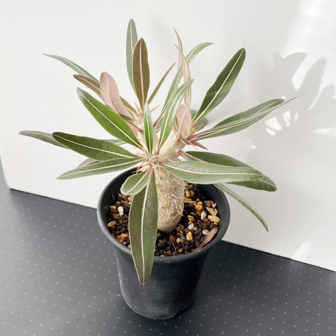 パキポディウム・グラキリス、恵比寿笑セット