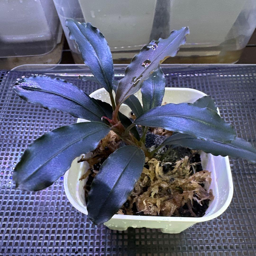 Bucephalandra sp. Demos 3rd【水の国】