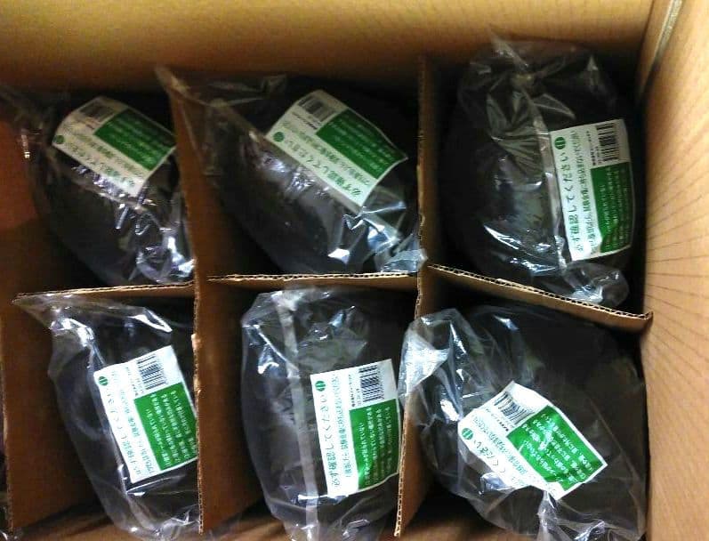 【新品】 美容師国家試験用 ビューラックス カットウィッグ 02-20-19　6