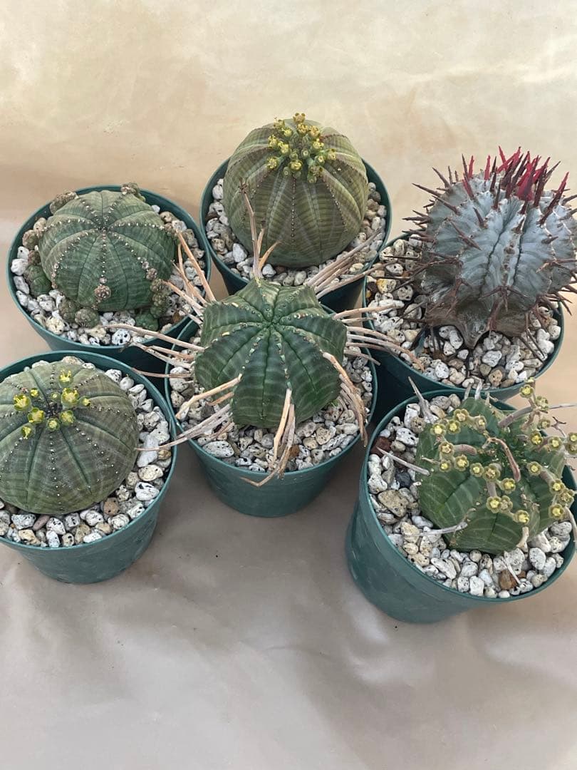 空*メ様 ユーフォルビア6種セット