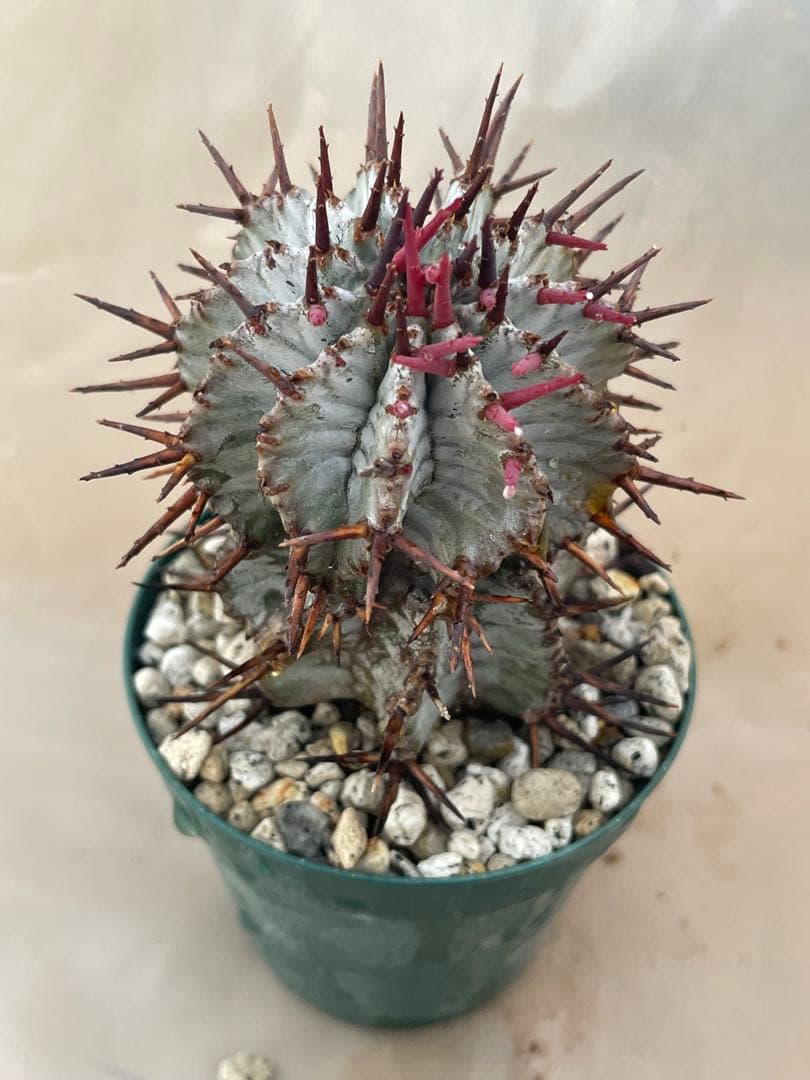 空*メ様 ユーフォルビア6種セット