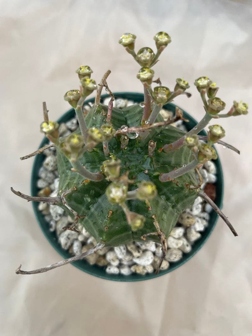 空*メ様 ユーフォルビア6種セット