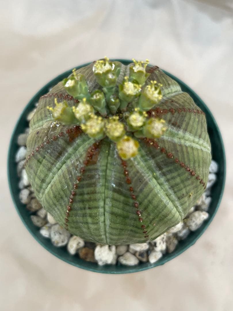 空*メ様 ユーフォルビア6種セット