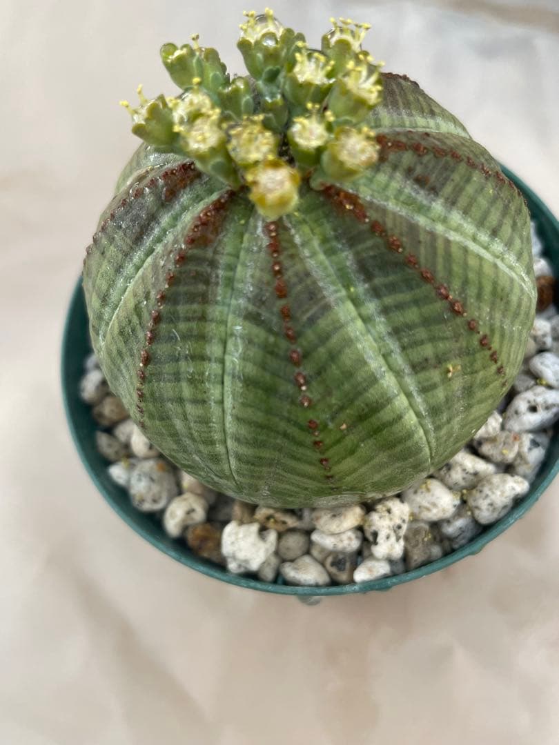 空*メ様 ユーフォルビア6種セット