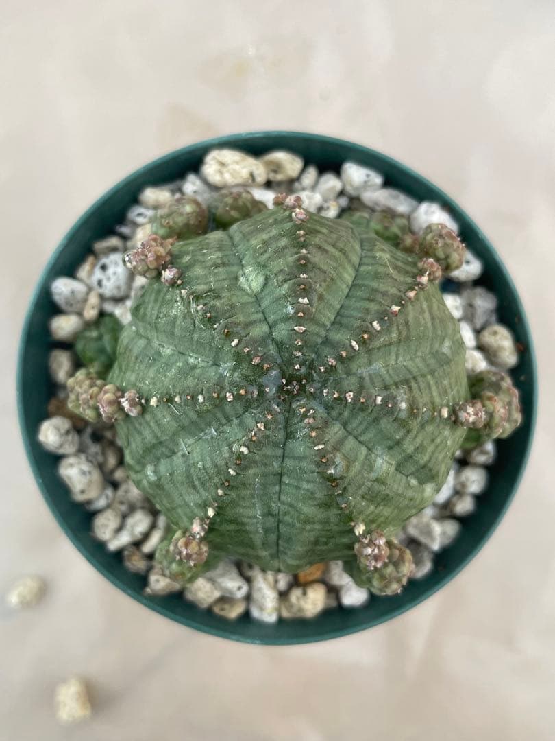 空*メ様 ユーフォルビア6種セット