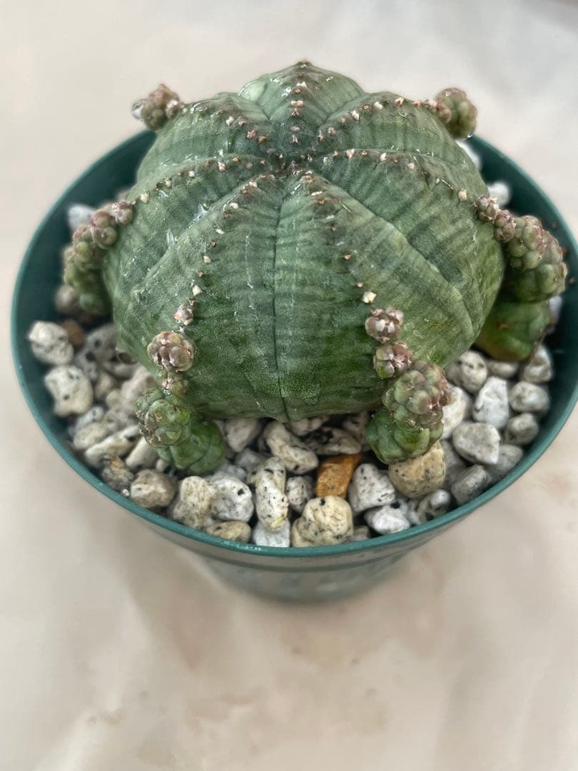 空*メ様 ユーフォルビア6種セット