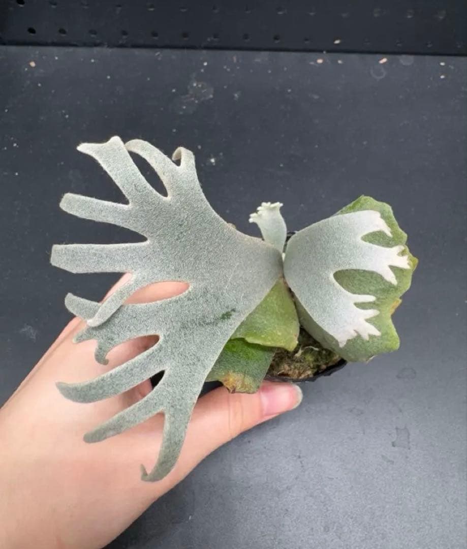 【平凡之鹿】YMDS Totoro HHRナーセリータグ付け #144