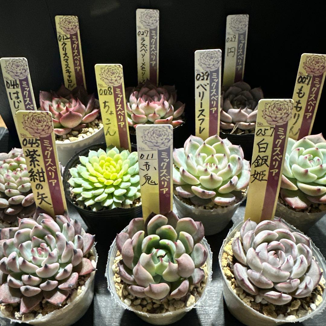 ゆ*ま様 おらいさん苗10点セット　まだまだ成長お楽しみに♡札なし