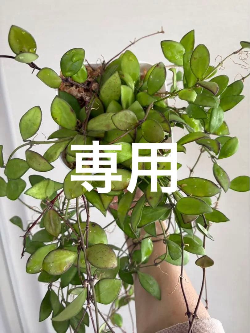 Hoya Noona Pink 専用　2種