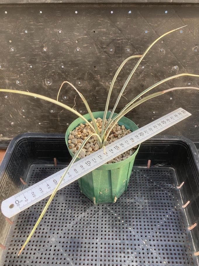 【福沢諭吉様確認用】ユッカ　ベイレイ＋ハリマニアエ