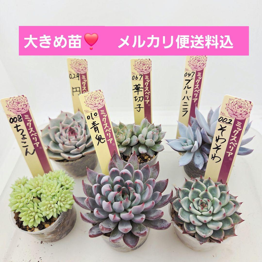 ★*★様 ㉖大きめ苗青鬼❣️ちょこん❣️そわそわ❣️おらいさん発根済 6苗メルカ