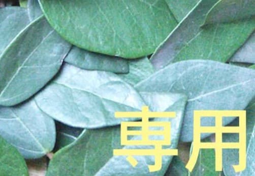 28日（月） 20時迄【リピート くるみ】 OG EA 15ml CP