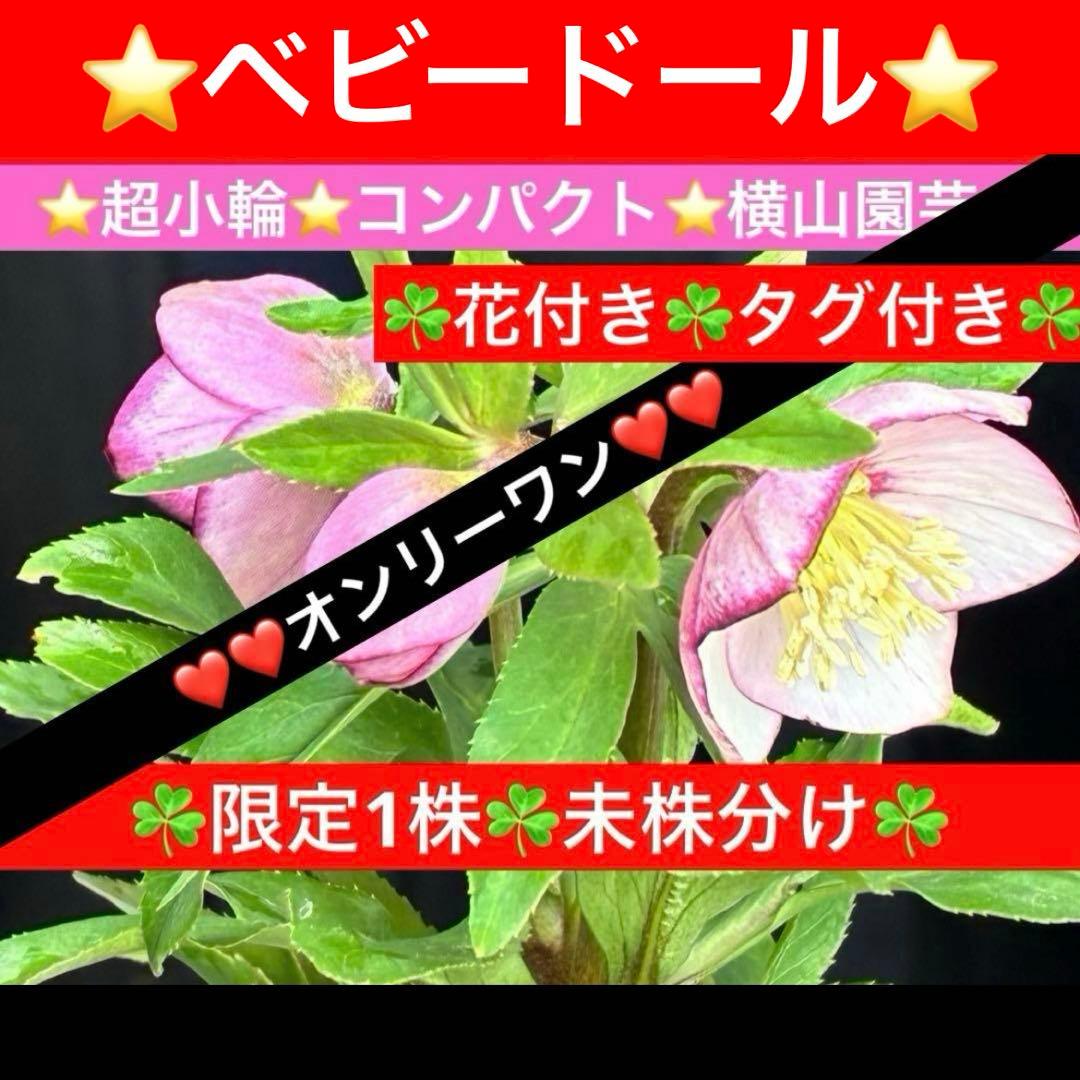 ヒ*イ様 ☘️限定1株☘️未株分け☘️花付き☘️タグ付き☘️3363⭐️ベビード