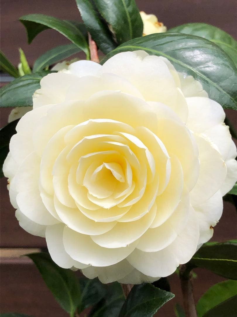 ダローネガ　椿　鉢底約125cm