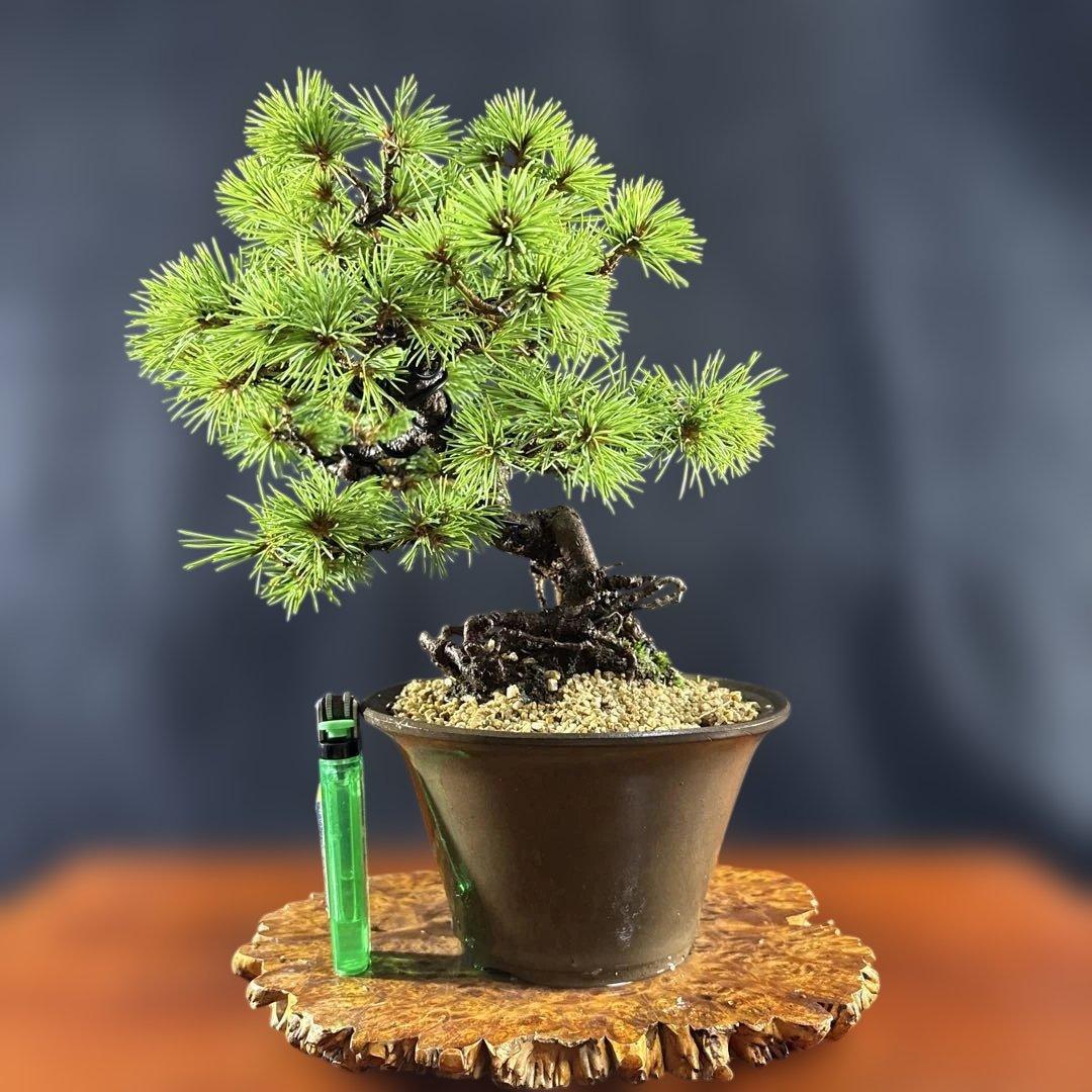 小品盆栽、赤石五葉松、根上り、模様木 目立った汚れ傷無しmedabon