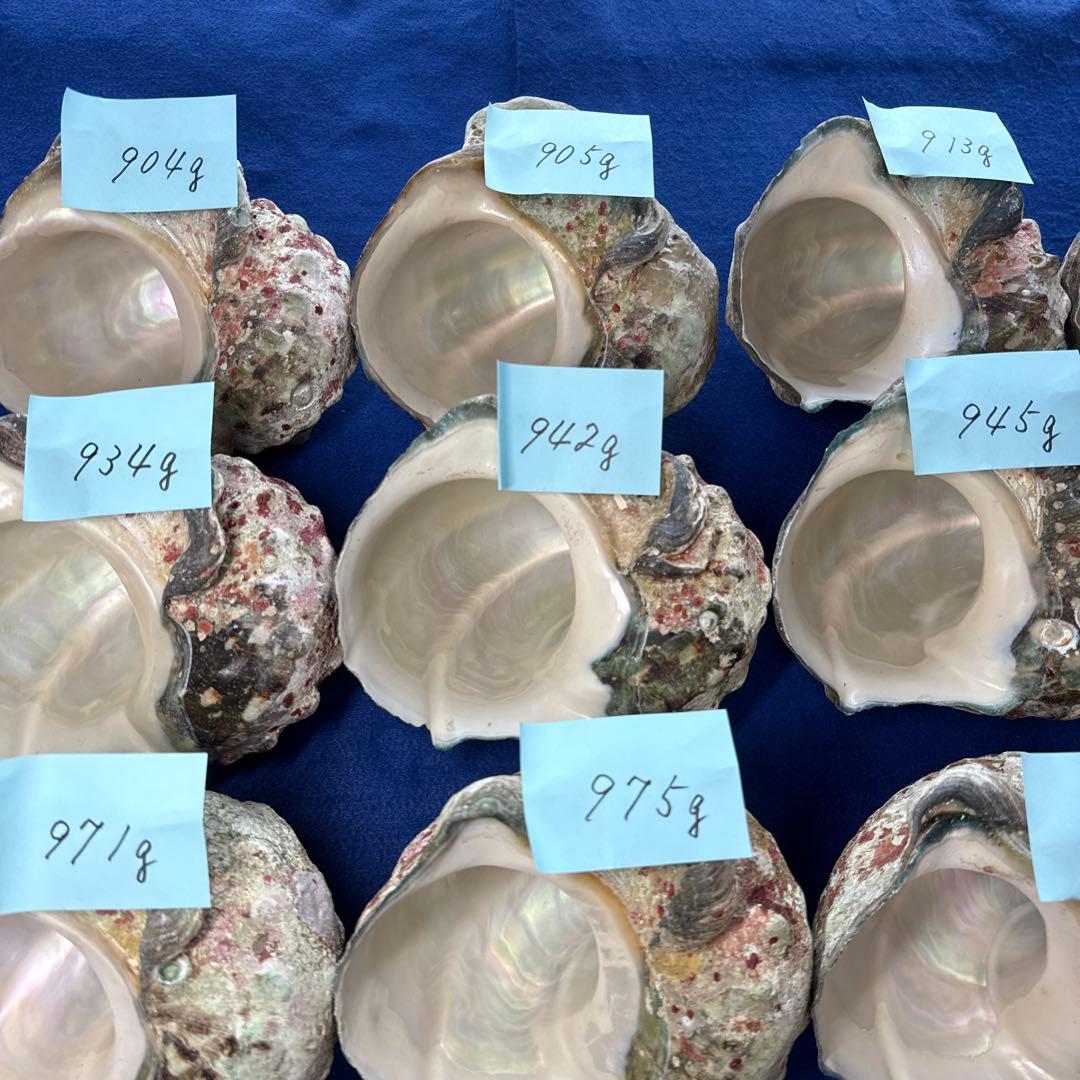 夜光貝　ヤコウ貝　まとめ売り　16個　15、1kg アクセサリー　ルアー