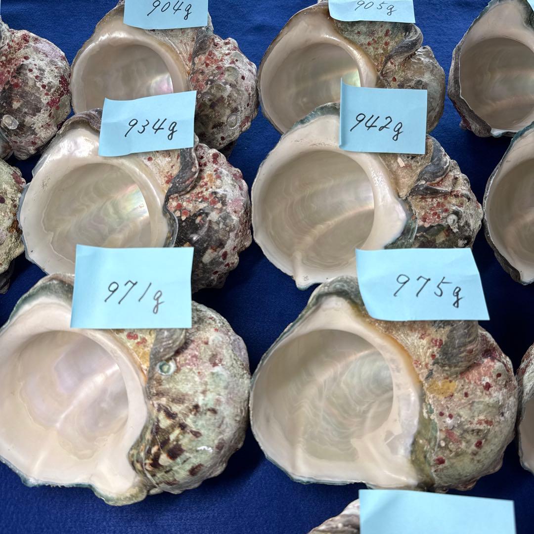 夜光貝　ヤコウ貝　まとめ売り　16個　15、1kg アクセサリー　ルアー