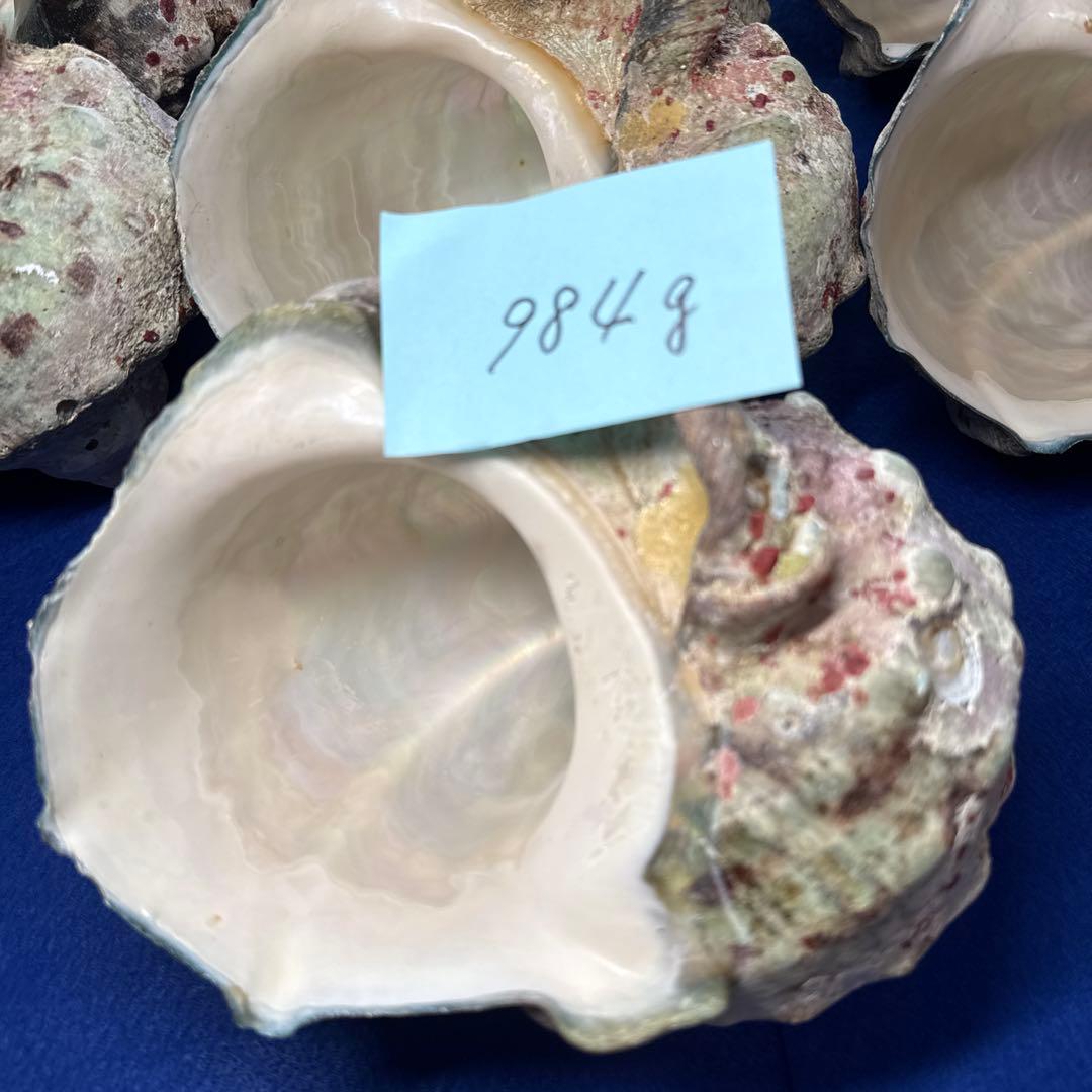 夜光貝　ヤコウ貝　まとめ売り　16個　15、1kg アクセサリー　ルアー