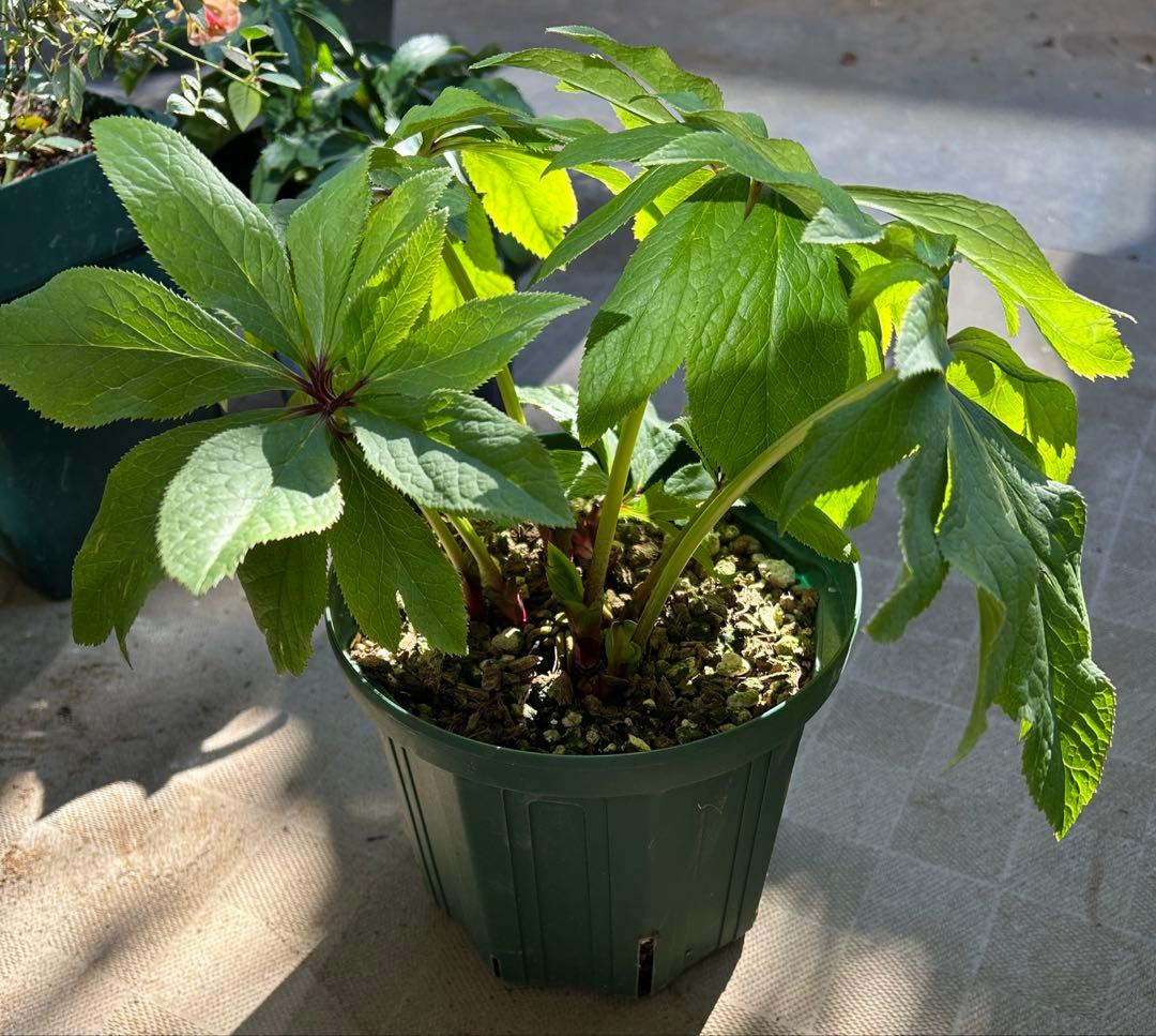 クリスマスローズ　大木ナーサリー　アトロ系オーレア　ss 未株分け　6号　花芽2