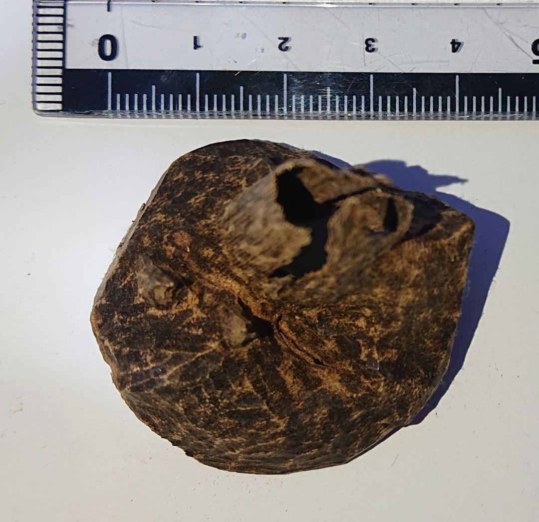 香木 沈香 伽羅 聞香◎ベトナム フエ産 涅槃