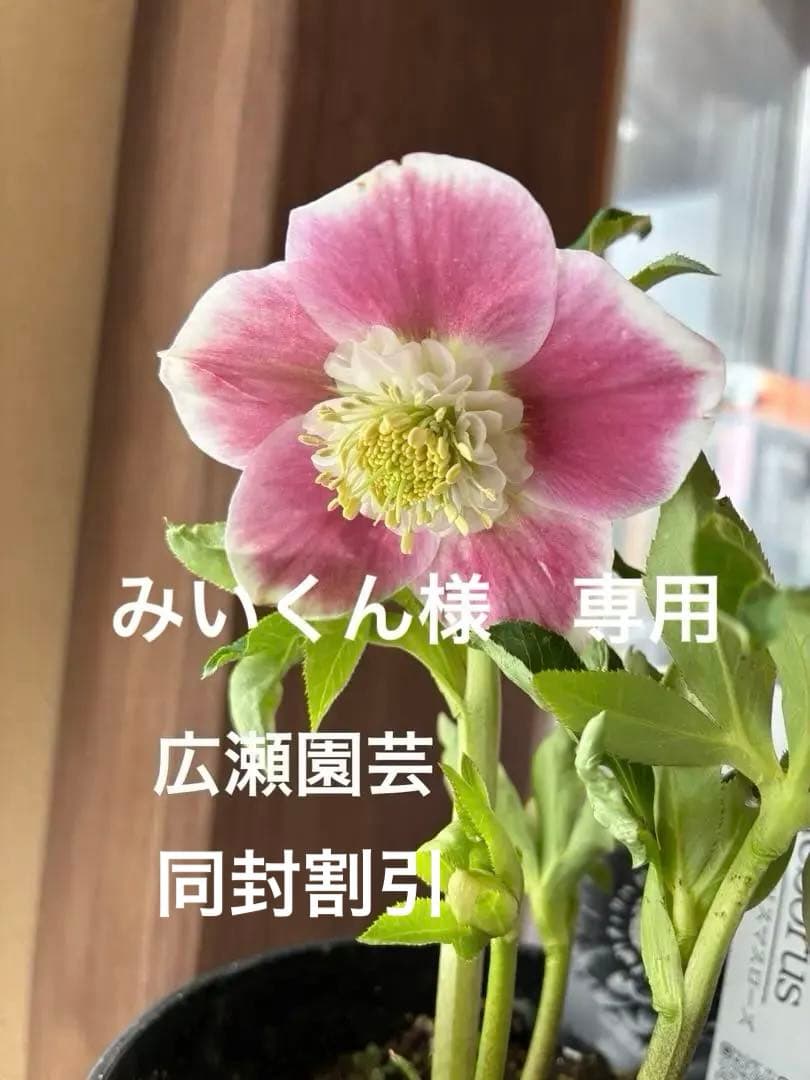 みぃくん　セミダブル白覆輪