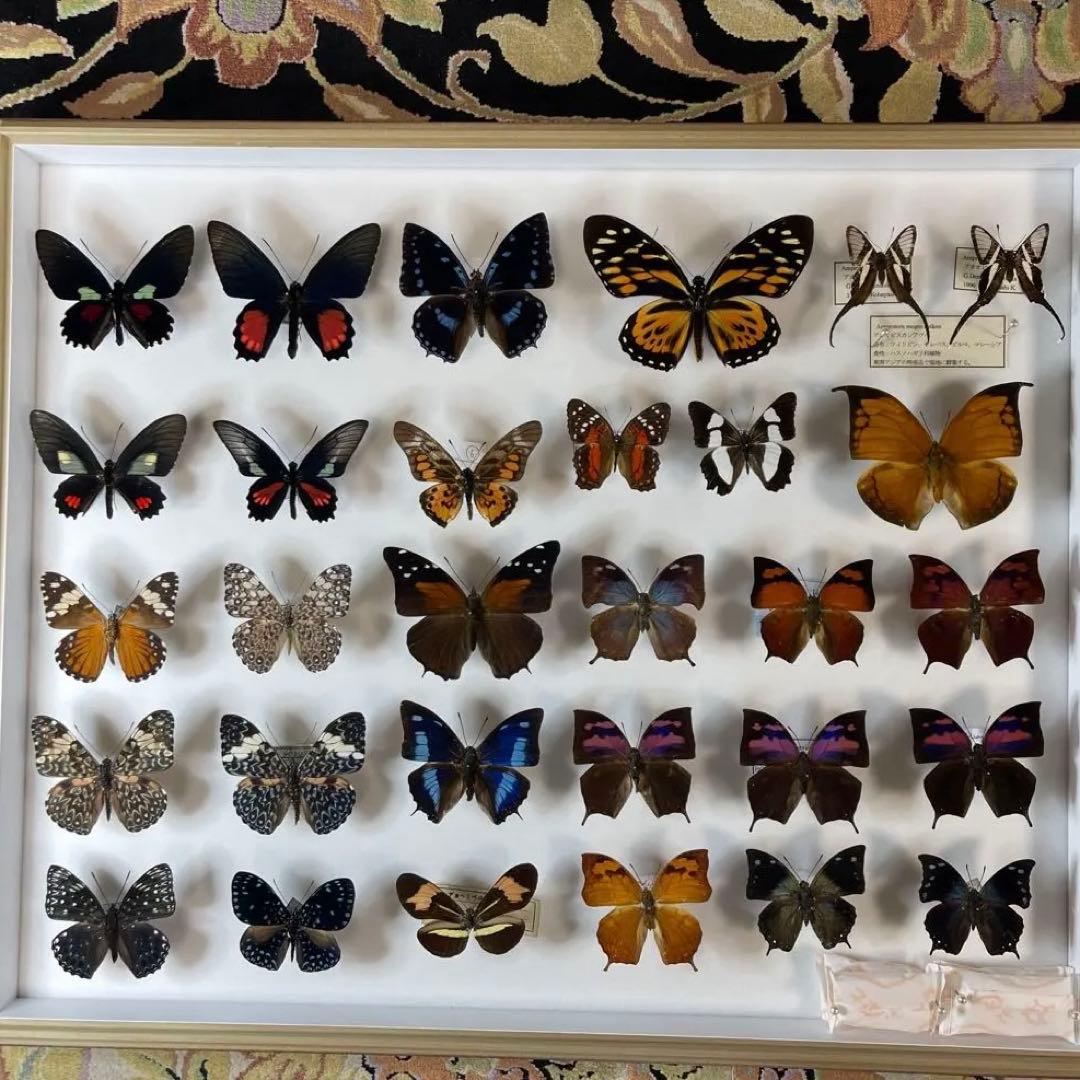 蝶の標本 30匹額装
