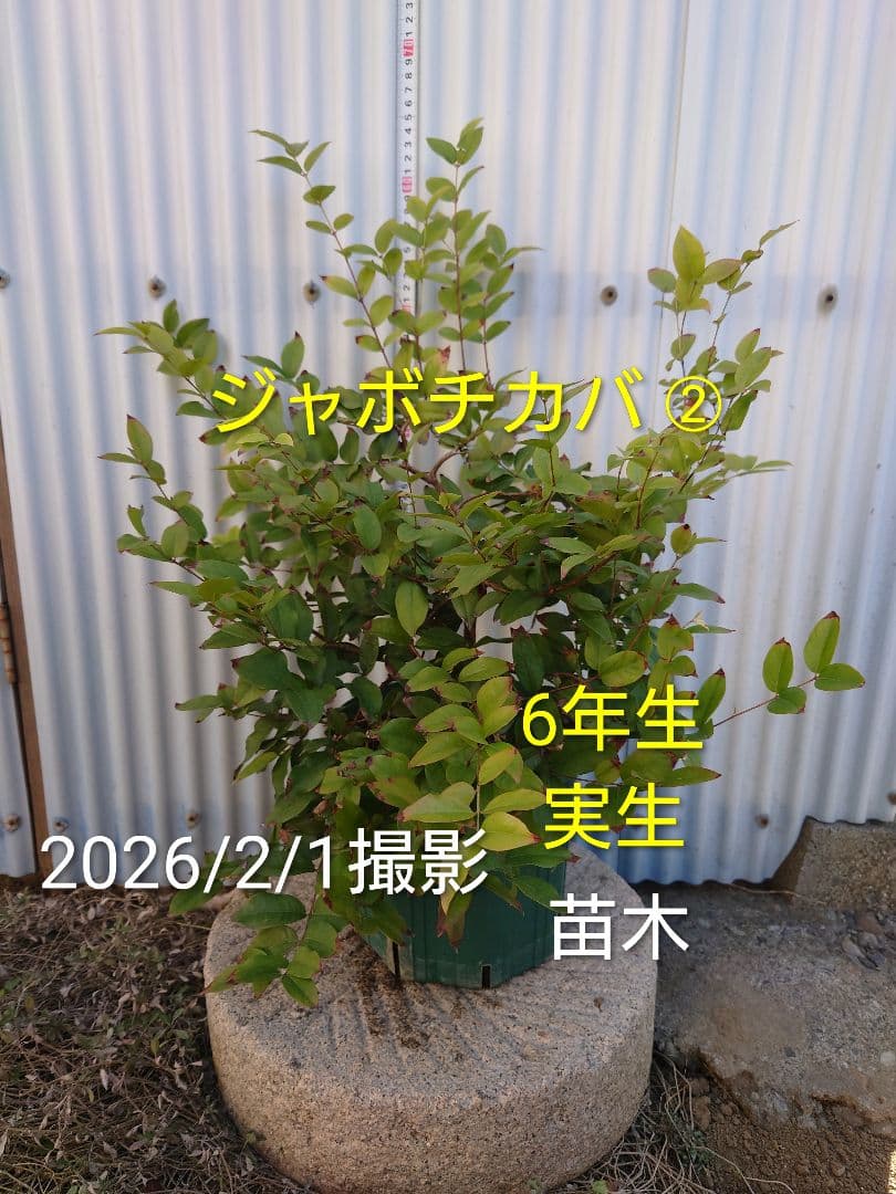 ジャボチカバ【大葉 四季成り性】 6年生 実生 ポット苗 熱帯果樹 観葉植物