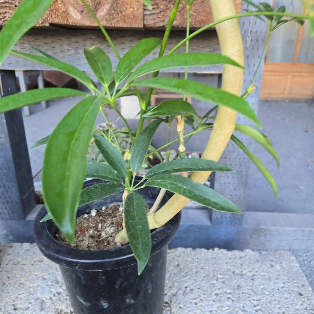 ⑥　シェフレラ　アンガスフォリア　曲がり仕立て　8号　特大苗木最高等級極上品‼️