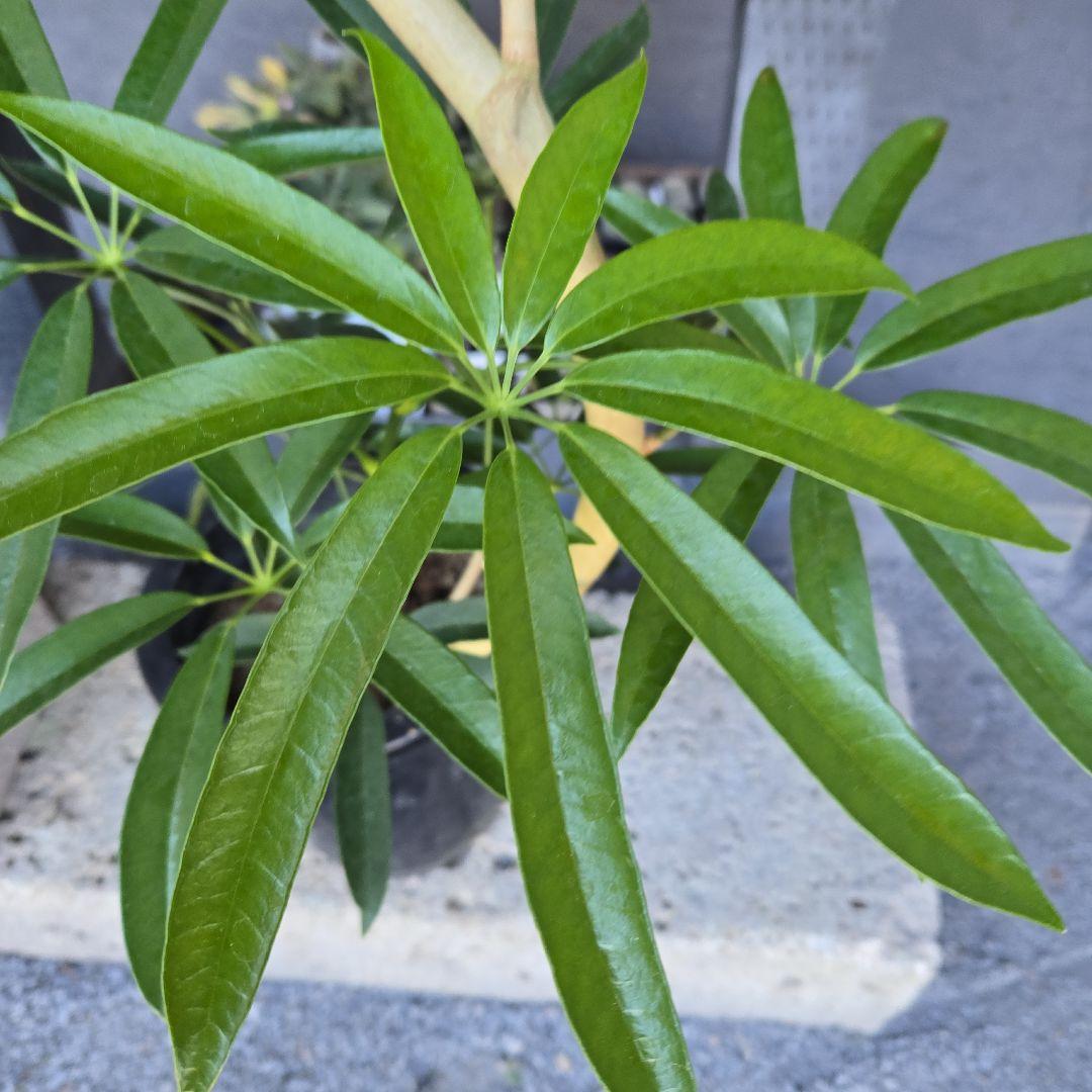 ⑥　シェフレラ　アンガスフォリア　曲がり仕立て　8号　特大苗木最高等級極上品‼️