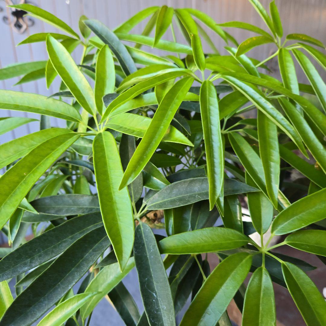 ⑥　シェフレラ　アンガスフォリア　曲がり仕立て　8号　特大苗木最高等級極上品‼️