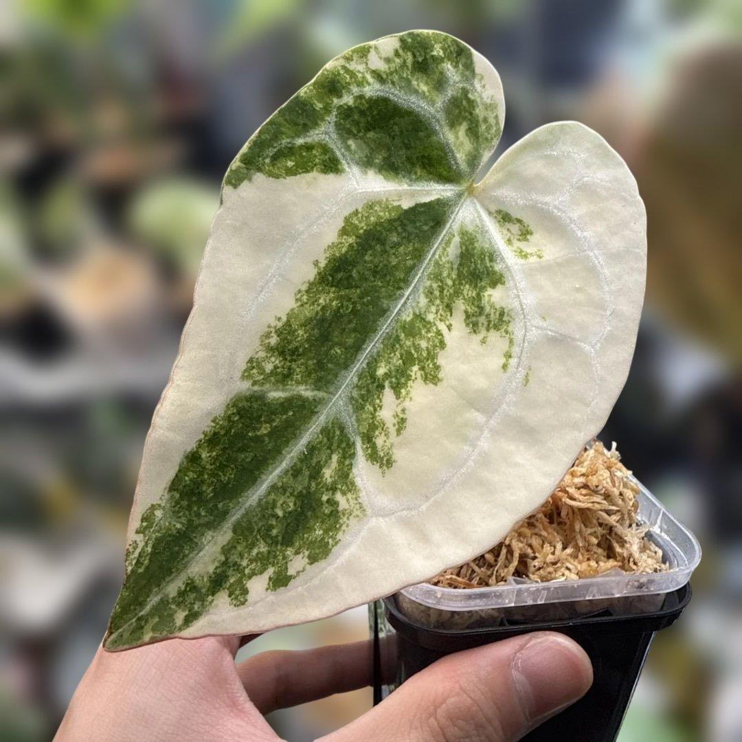 縄*⁇様 極上 アンスリウム クリスタリナム 斑入り