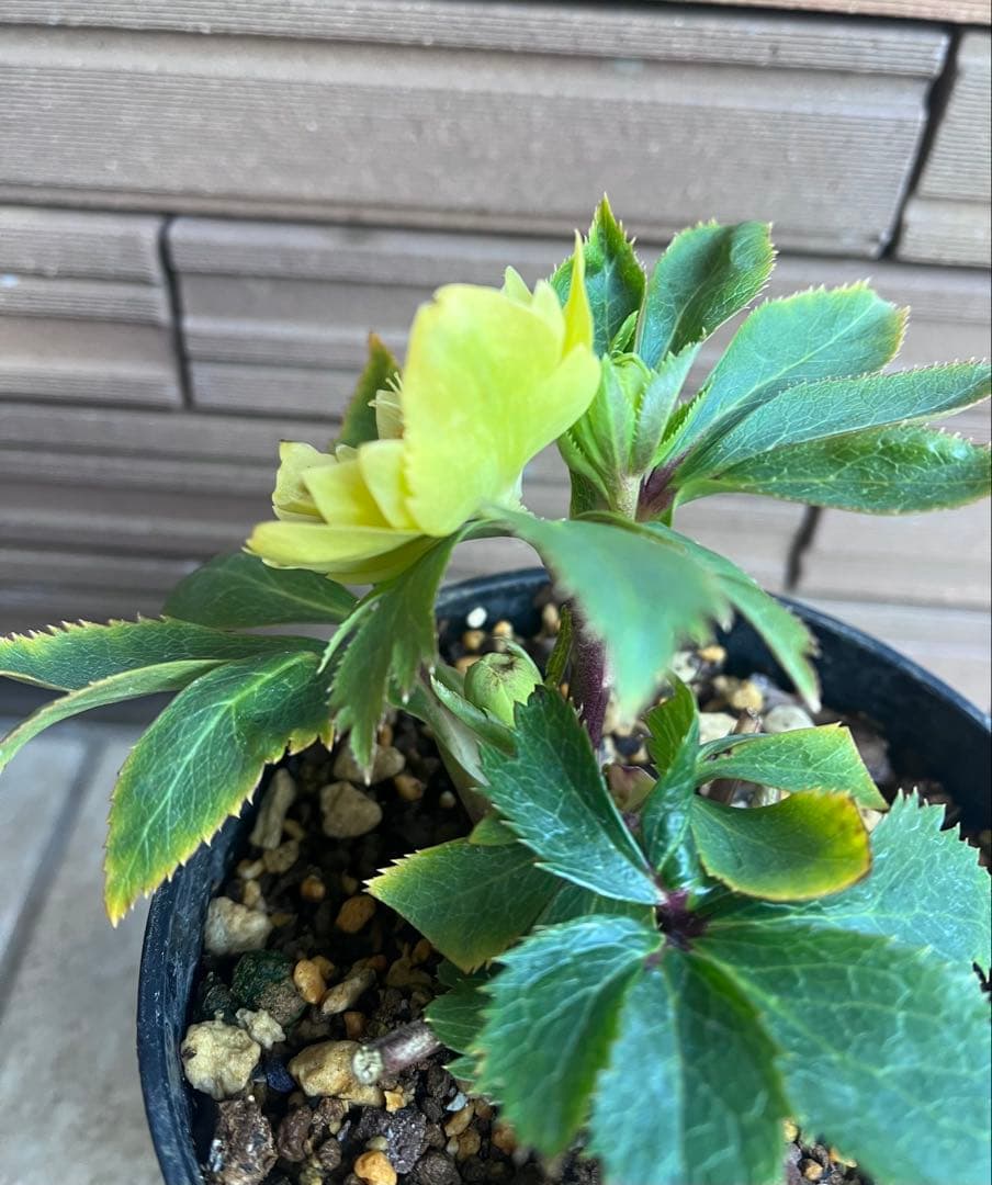 大木ナーサリー クリスマスローズ 玉系dd