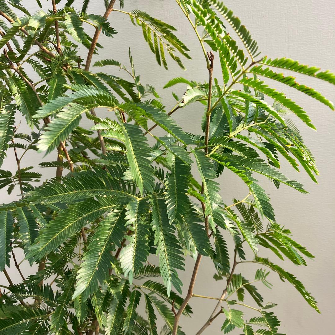 ネムの木　エバーフレッシュ　鉢皿付き